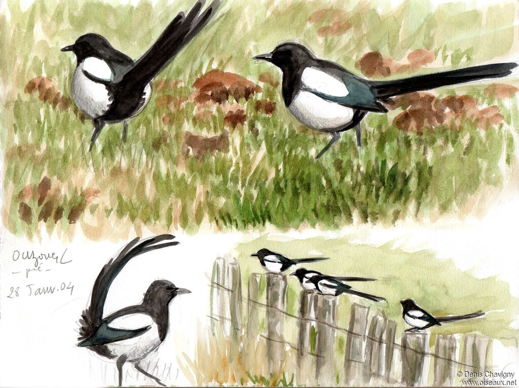 Pie bavarde, habitat