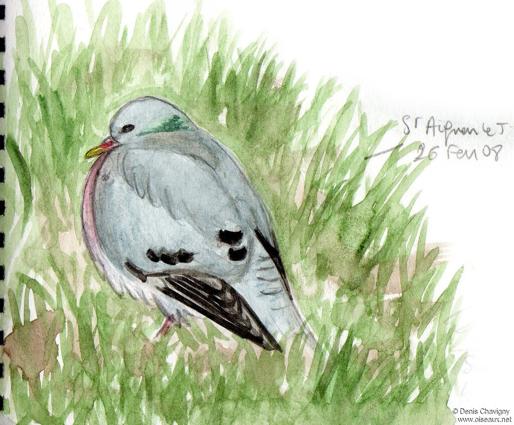 Pigeon colombinadulte, identification