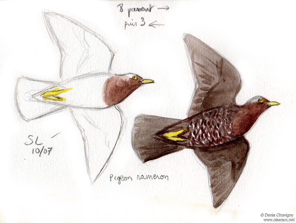 Pigeon rameron, Vol