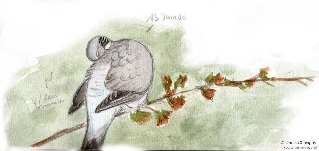Common Wood Pigeonadult, care