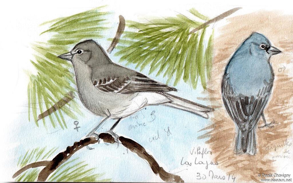 Pinson bleuadulte nuptial, habitat