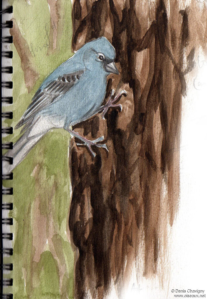 Tenerife Blue Chaffinch male adult breeding, identification