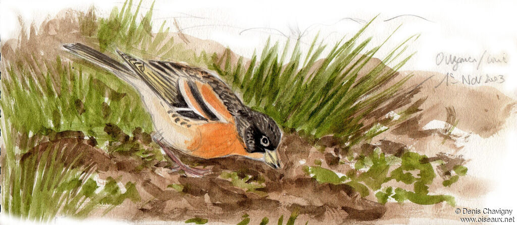 Brambling male adult post breeding, eats