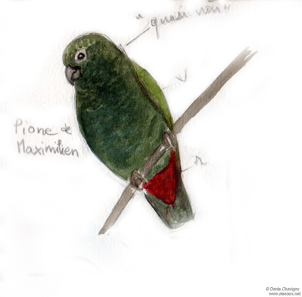 Pione de Maximilienadulte, identification