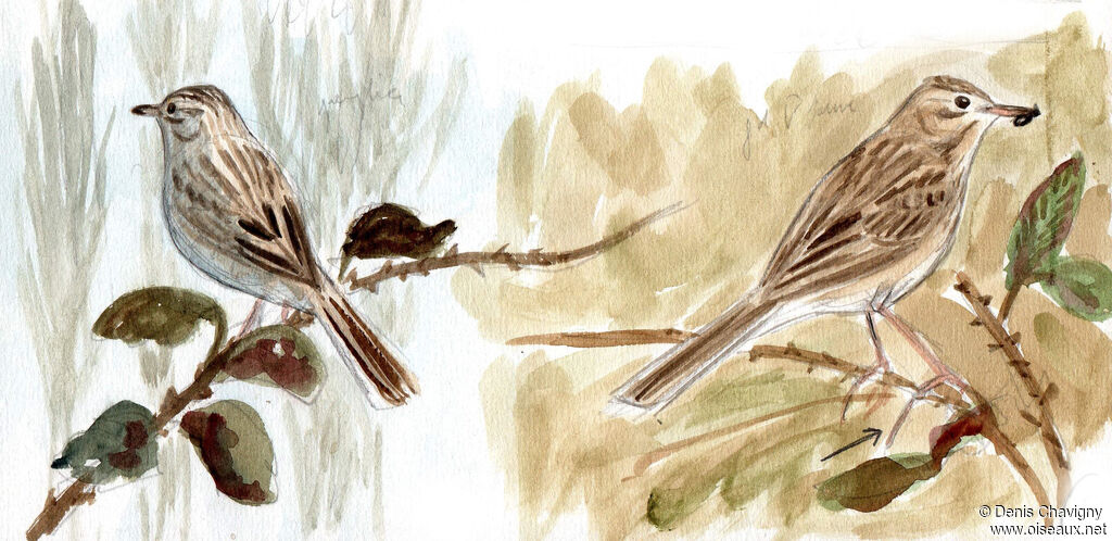 Pipit de Richard, identification