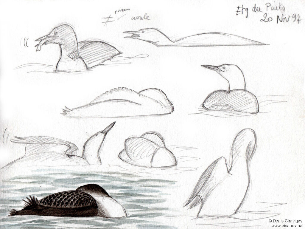Common Loonjuvenile, care, eats