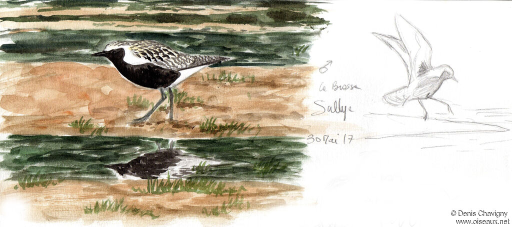 Grey Plover male adult breeding, identification