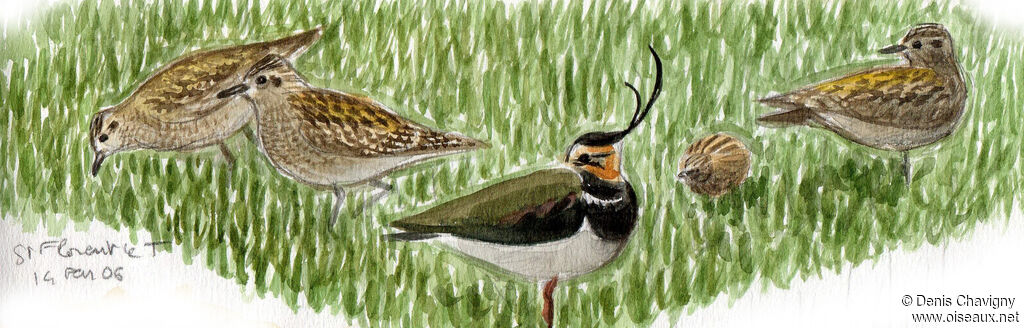 Pluvier doré, habitat