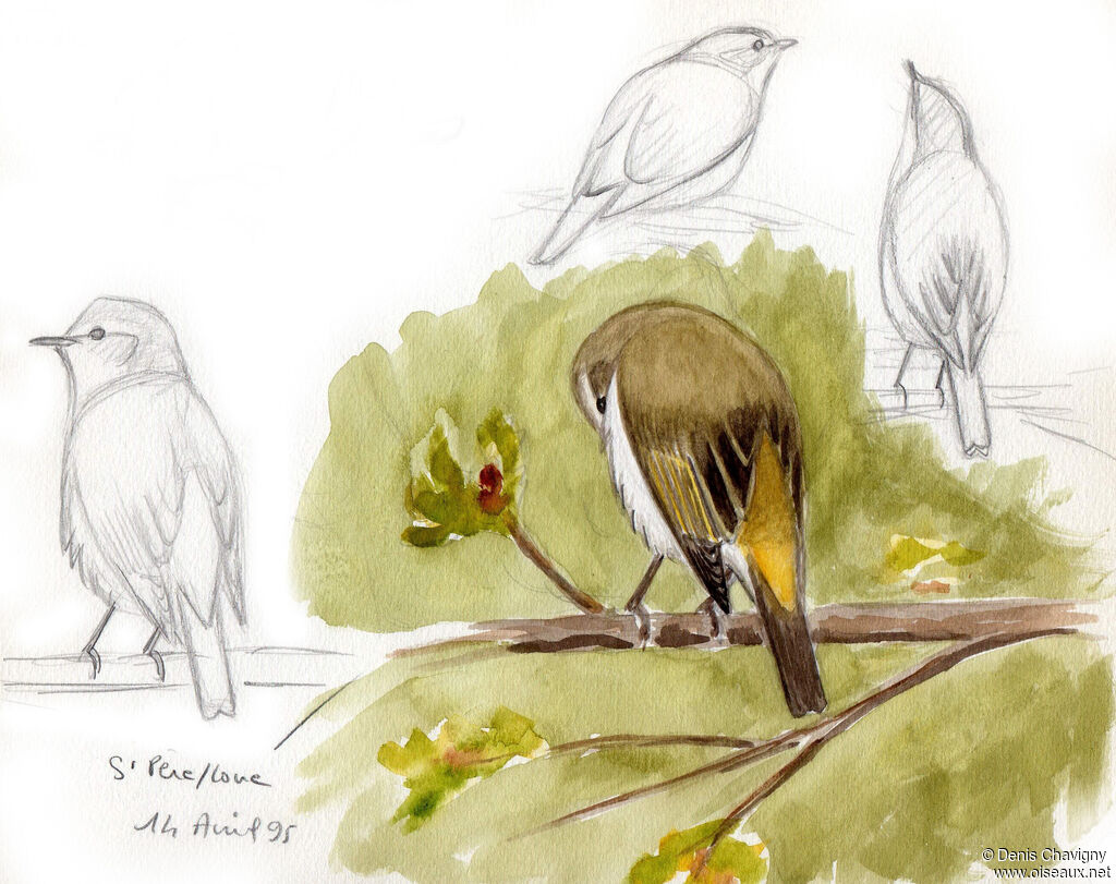 Western Bonelli's Warbler male adult breeding, habitat, care