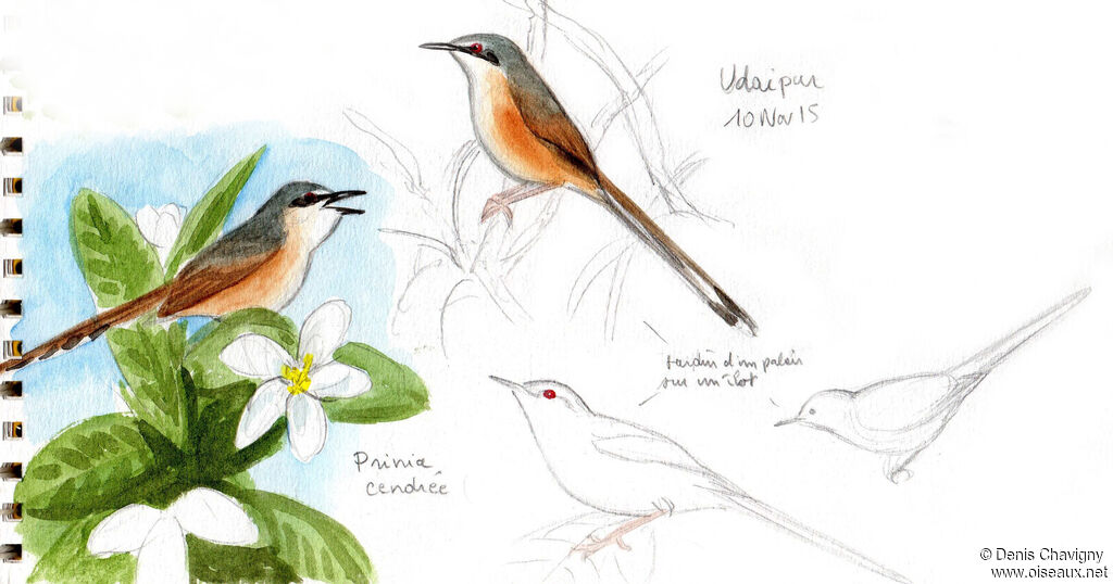 Prinia cendrée mâle adulte nuptial, identification, chant