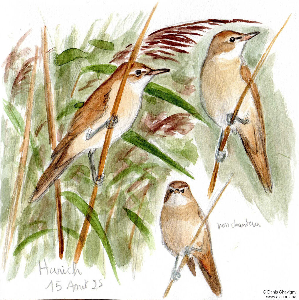 Rousserolle turdoïde, habitat