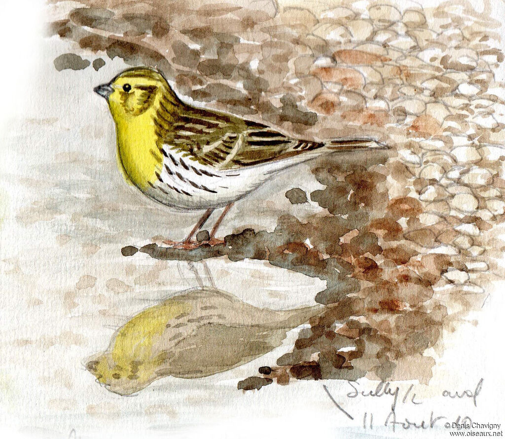 Serin cini mâle adulte nuptial, identification, soins