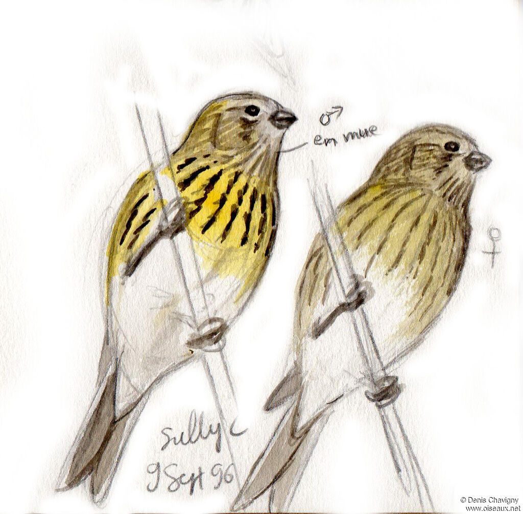 Serin cini