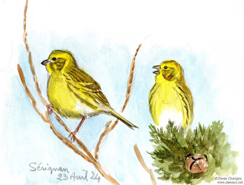 Serin cini mâle adulte, habitat