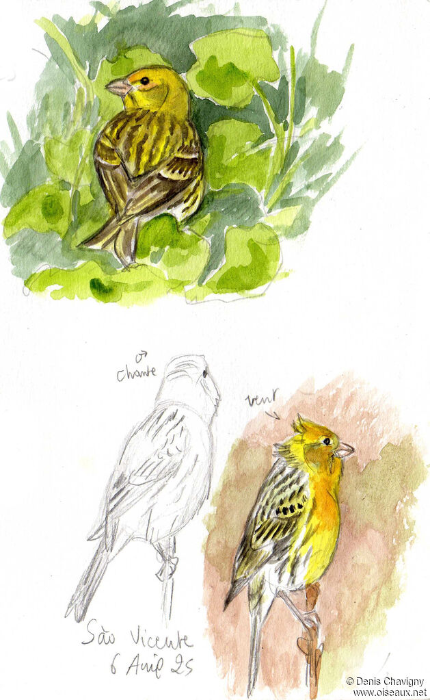 Serin des Canariesadulte