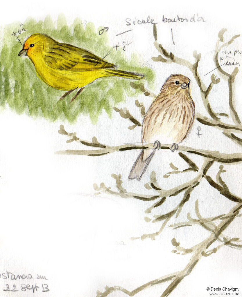 Sicale bouton-d'oradulte, habitat