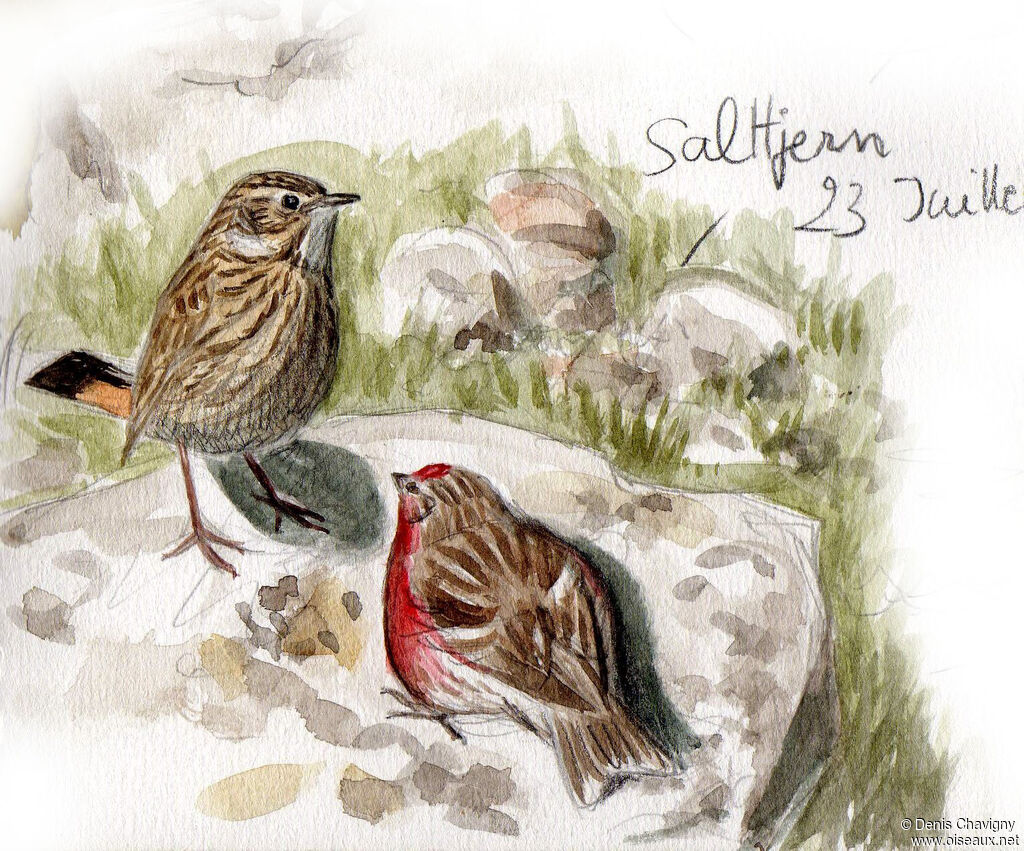 Redpoll male adult breeding, habitat