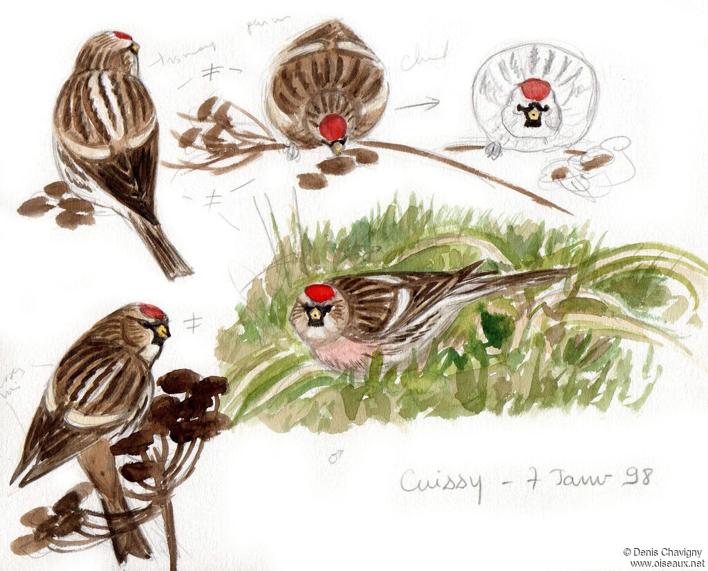 Sizerin flammé, habitat