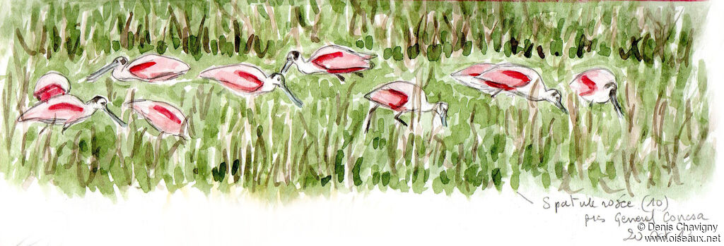 Spatule roséeadulte, habitat, mange