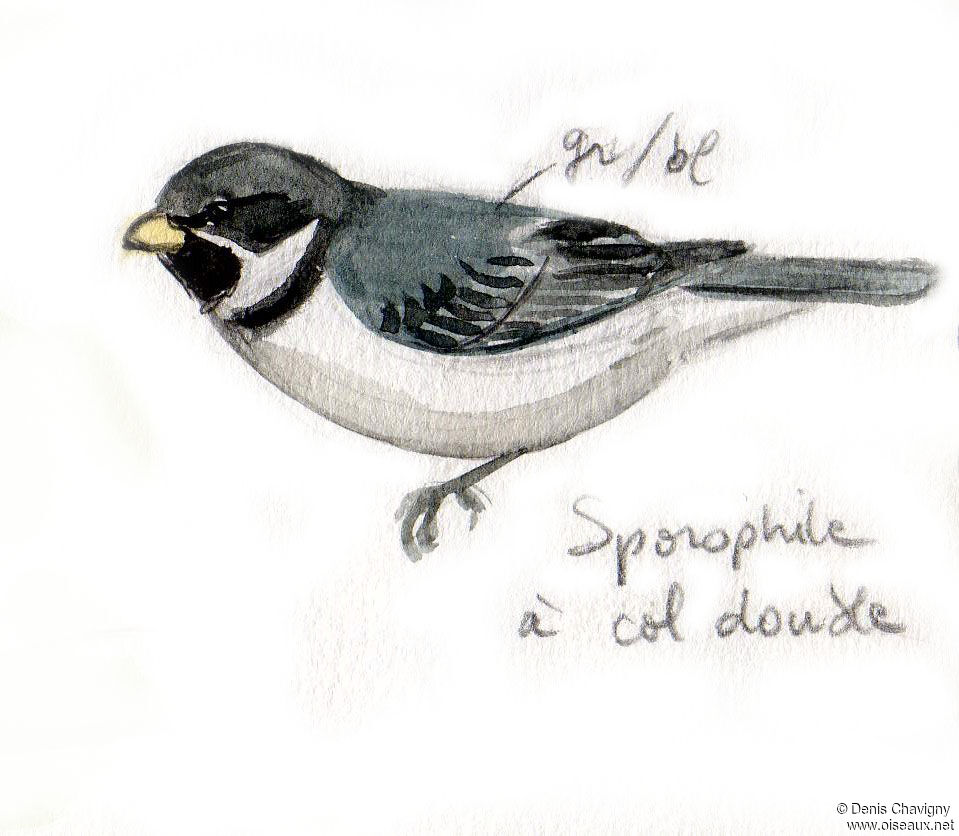 Double-collared Seedeater male adult