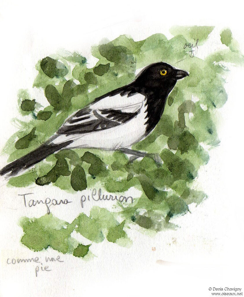 Tangara pillurion, habitat