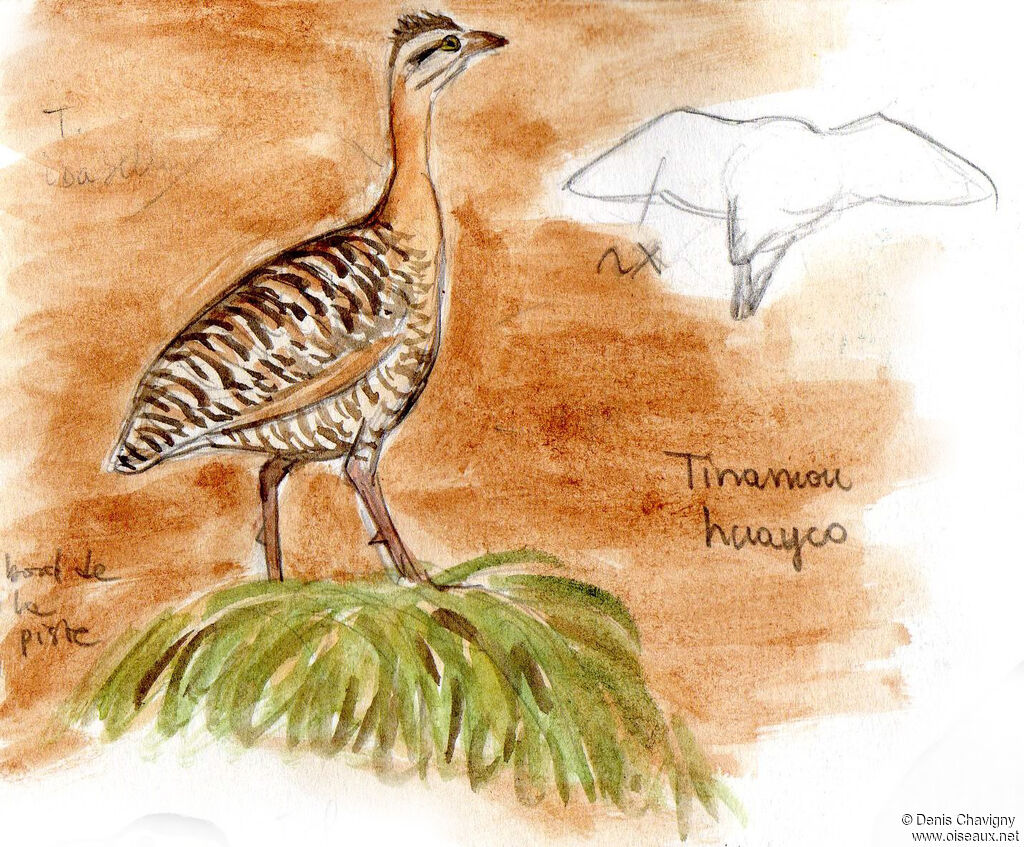 Huayco Tinamou, identification