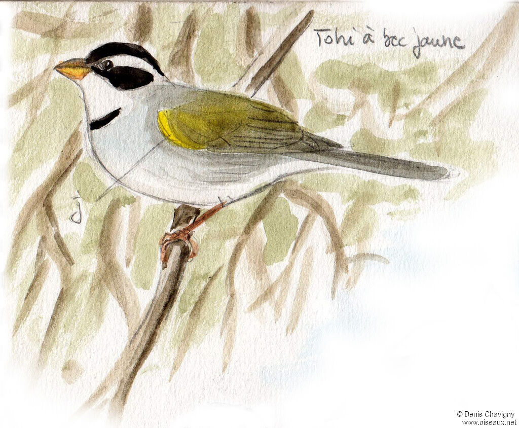 Tohi à bec jauneadulte, identification