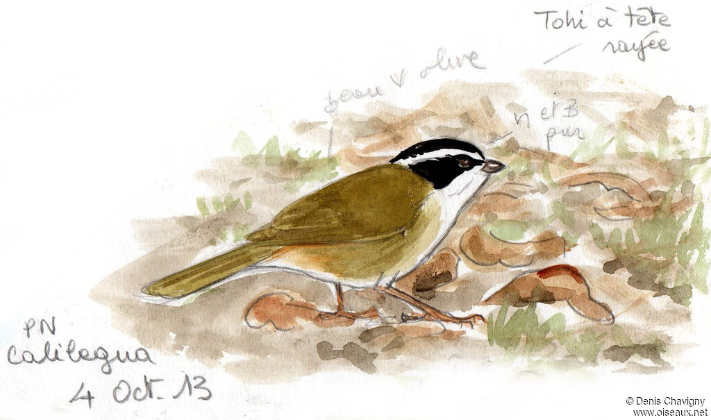 Tohi à tête rayéeadulte, identification