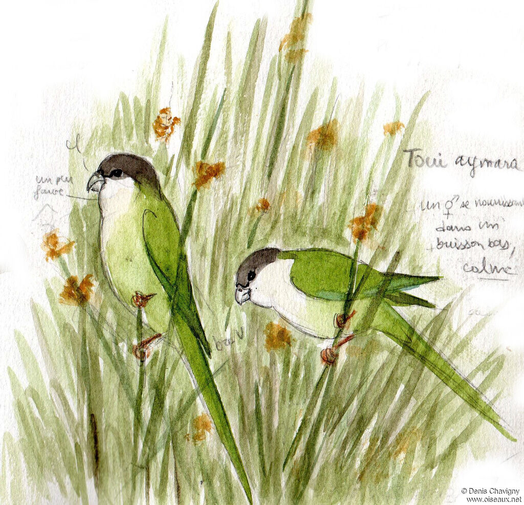 Toui aymaraadulte, habitat