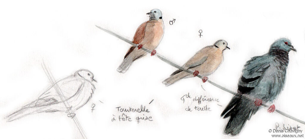 Tourterelle à tête griseadulte