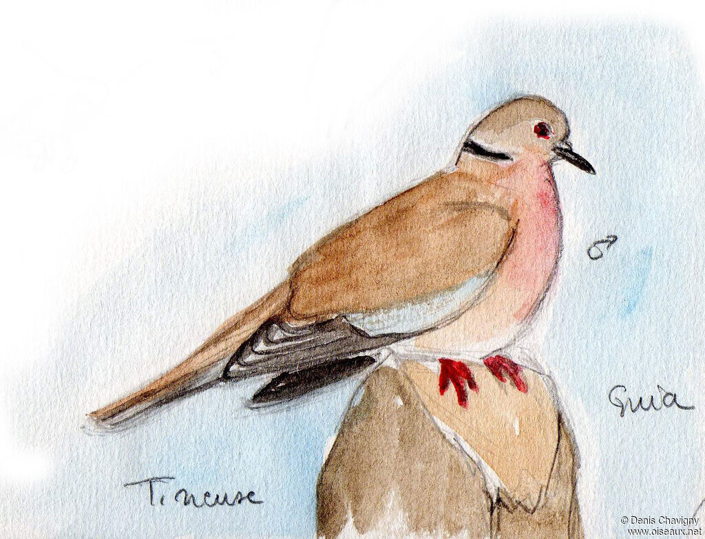 Tourterelle rieuse mâle adulte, identification