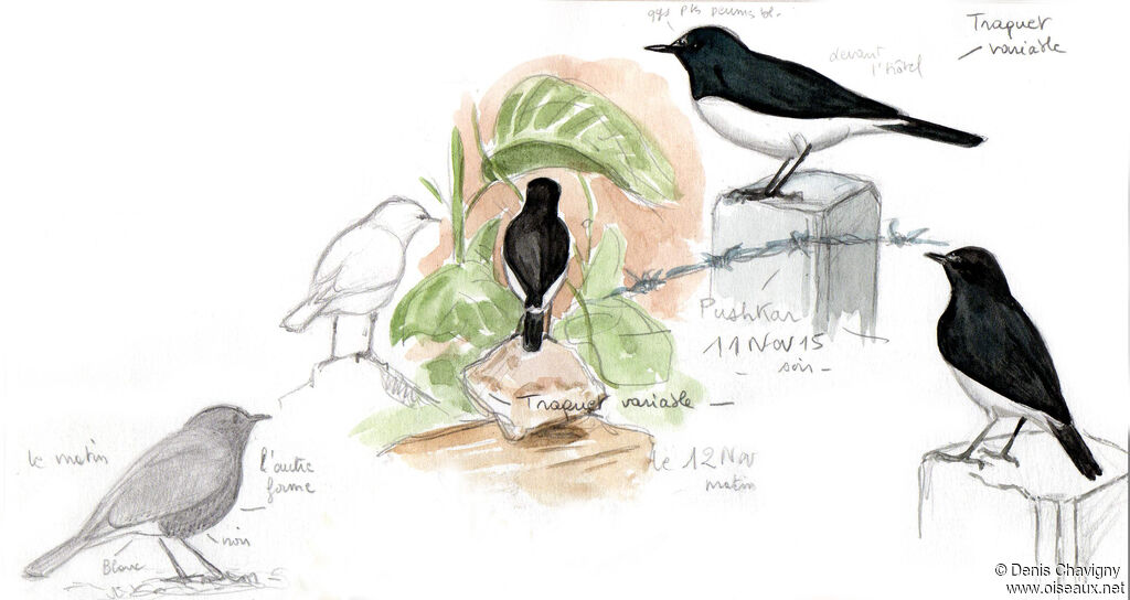 Traquet variable, habitat