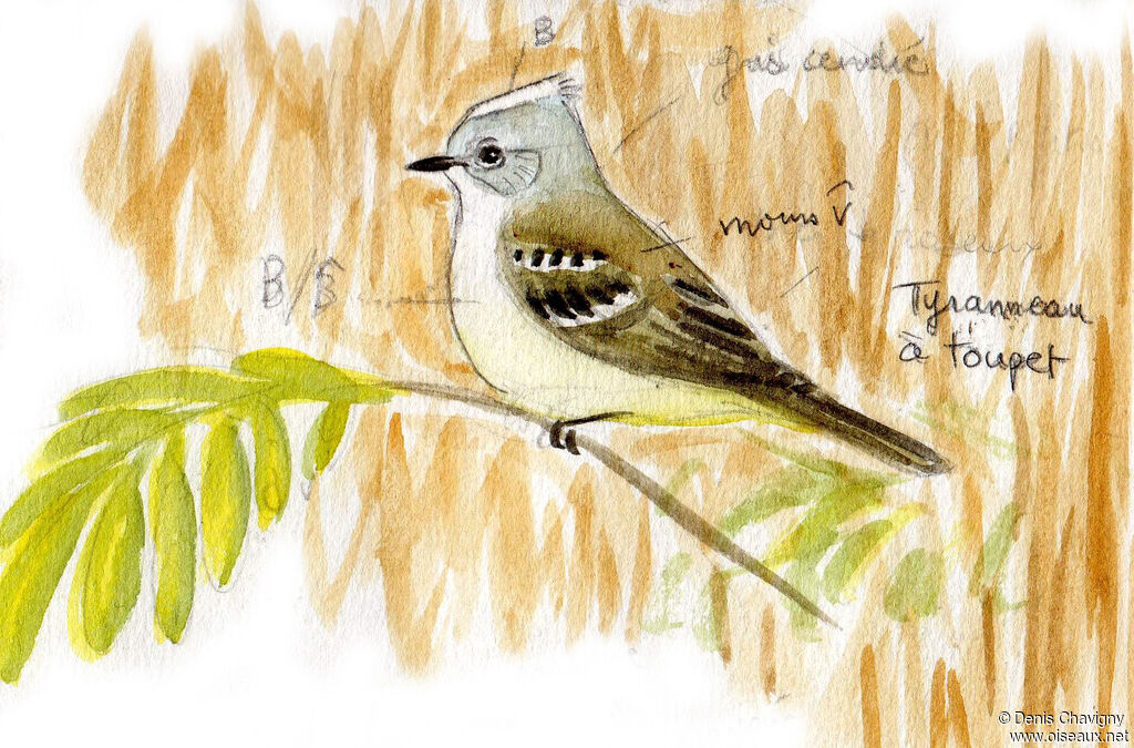 Tyranneau à toupet
