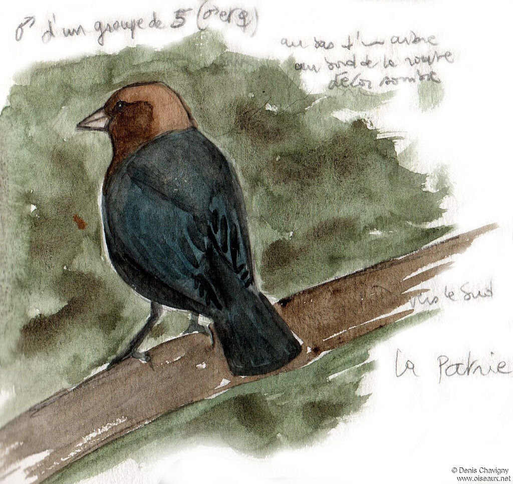 Vacher à tête brune mâle adulte, identification