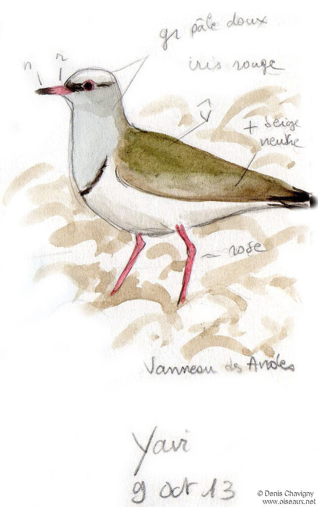 Vanneau des Andesadulte, habitat