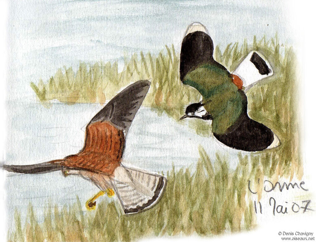 Northern Lapwingadult breeding, Reproduction-nesting