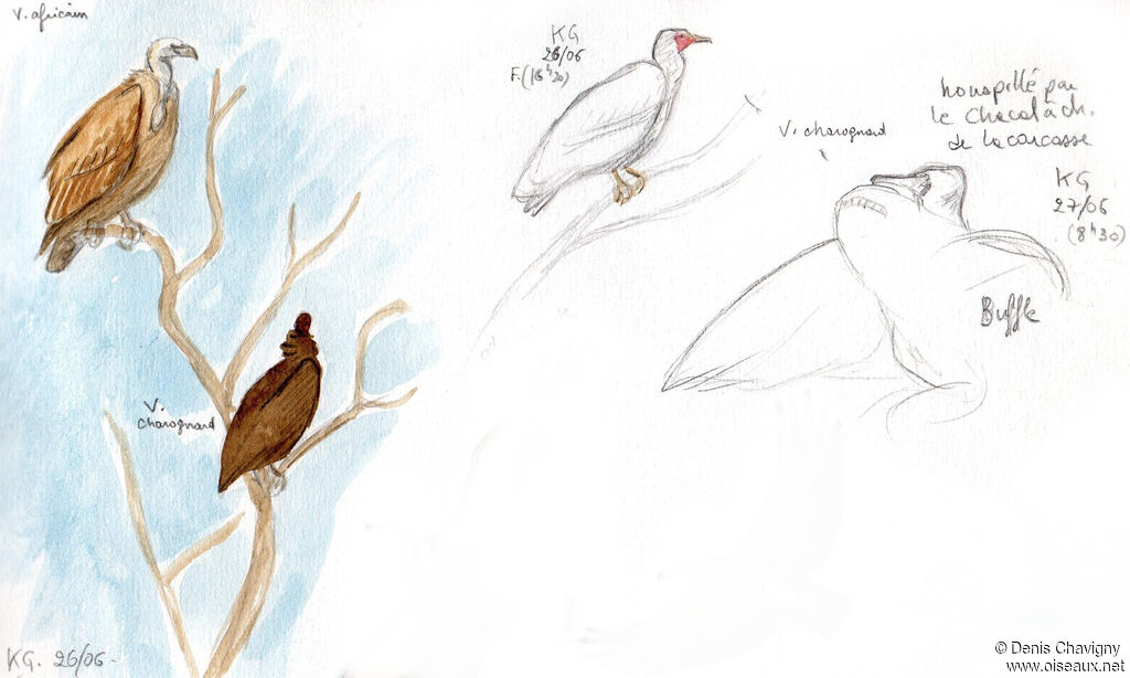 Vautour charognardadulte, habitat, mange