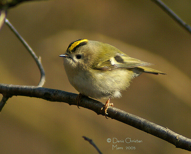 Goldcrest