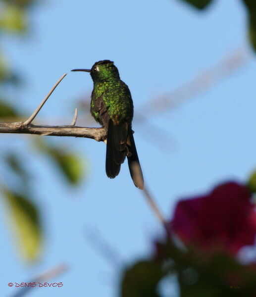 Cuban Emerald male