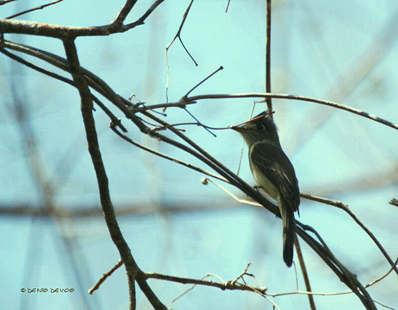 Cuban Pewee
