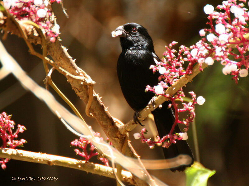 Cuban Bullfinch