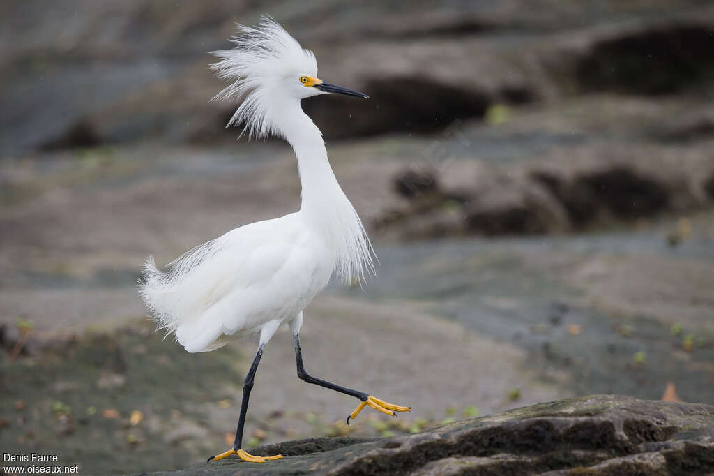 Aigrette neigeuseadulte nuptial, composition, pigmentation, marche