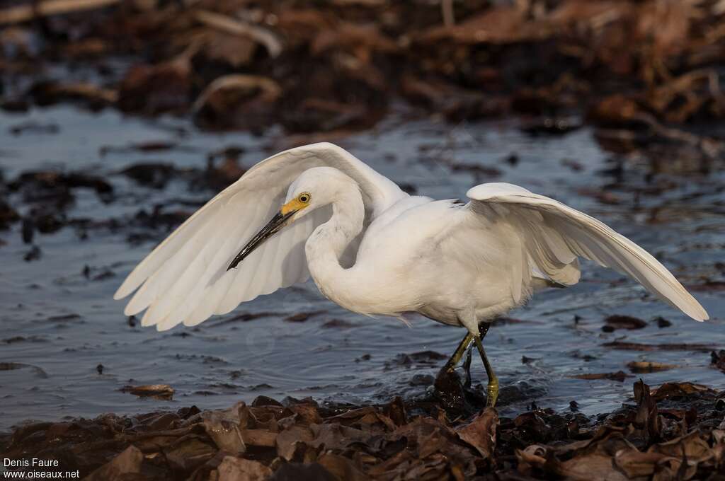 Aigrette neigeuseadulte, habitat, pêche/chasse