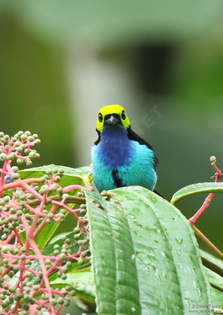 Paradise Tanager