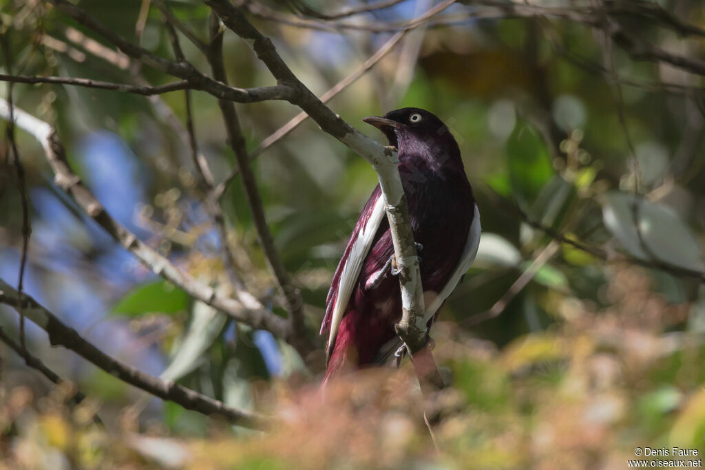 Pompadour Cotinga male adult