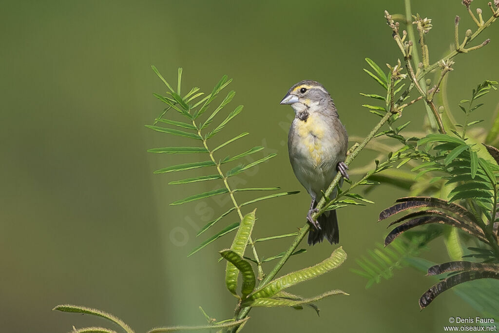 Dickcissel female adult