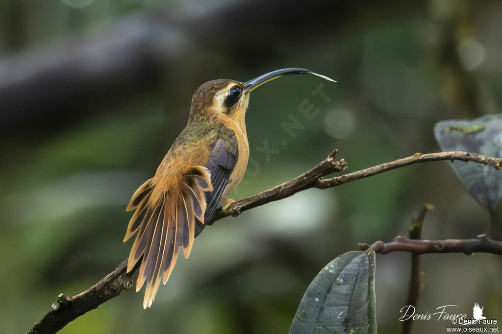 Ermite roussâtre femelle adulte