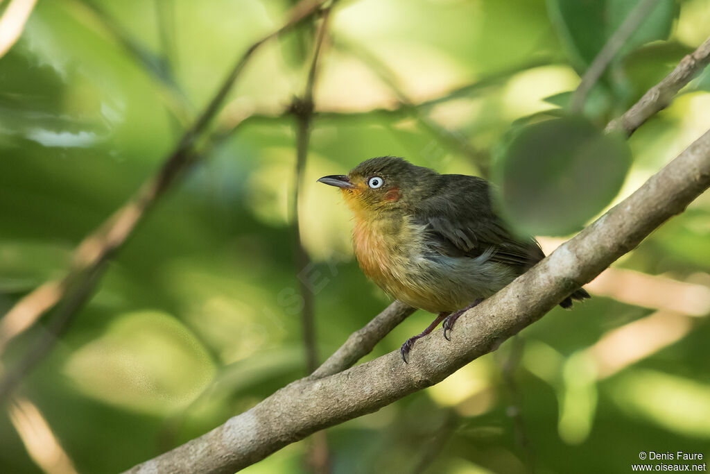 Manakin auréoleadulte
