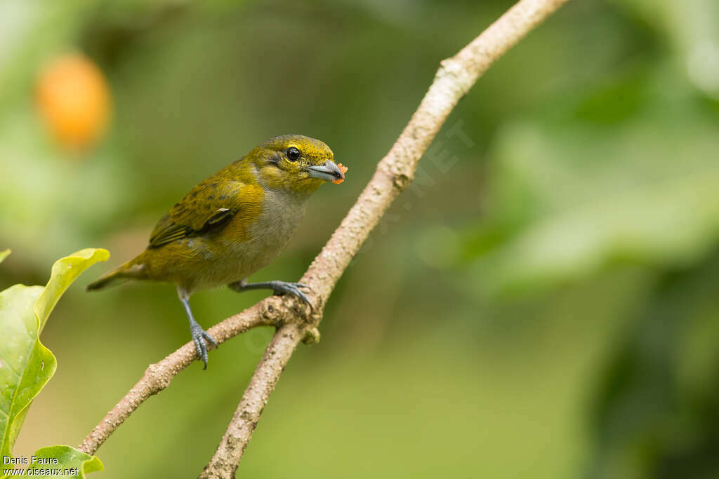 Golden-sided Euphonia female adult