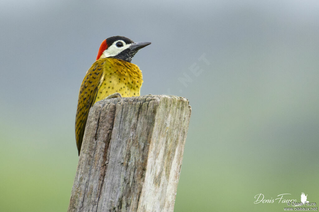Pic de Cayenne femelle adulte